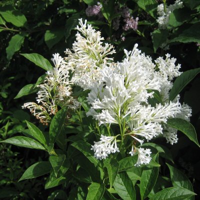 Syringa josikaea Holger, Ungersk Syrén, 100-120 stam co