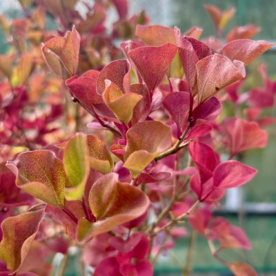 Syringa meyeri Palibin Höstfärg