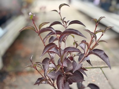 Syringa pubescens ssp. patula Baby Kim, Sammetssyren
