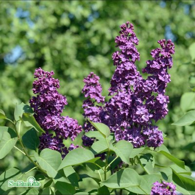 Syringa vulgaris Andenken an Ludwig Späth, Ädelsyrén, 30-50 5-8gr C5