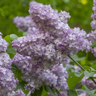 Syringa vulgaris Gortenziya