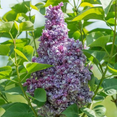 Syringa vulgaris Michel Buchner, Ädelsyren, 40-60 C3