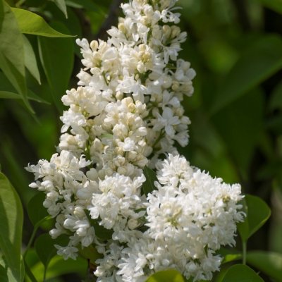 Syringa vulgaris Mme Lemoine, Ädelsyrén, 110 stam C10