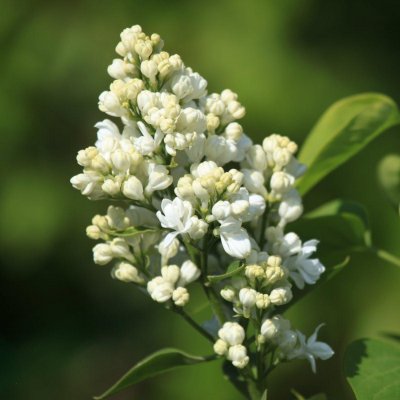 Syringa vulgaris Mme Lemoine, Ädelsyrén, 30-50 5-8gr C5