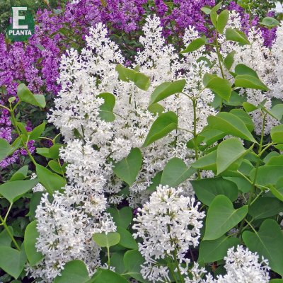 Syringa vulgaris alba Veberöd E, Vit Syrén, Häck C1
