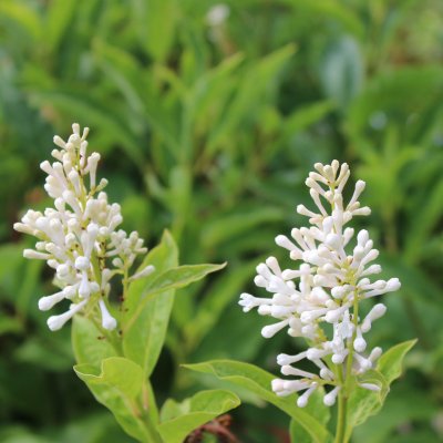 Syringa x henryi Tammelan Kaunotar, Norrlandssyrén, 30-50 4-6gr C5