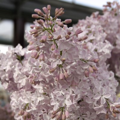 Syringa x hyacinthiflora Esther Staley