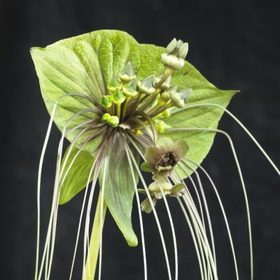 Tacca chantrieri Green Isle 1st