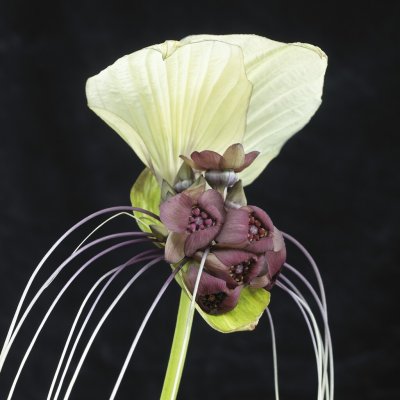 Tacca integrifolia 1st