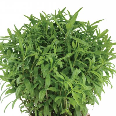 Tagetes lucida 4 Seasons Tarragon