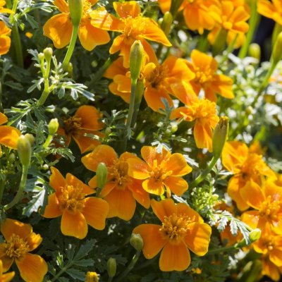 Tagetes tenuifolia Orange Gnom, Kryddtagetes, C10cm