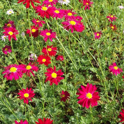 Tanacetum coccineum Robinson´s Red, Rosenkrage, P9cm