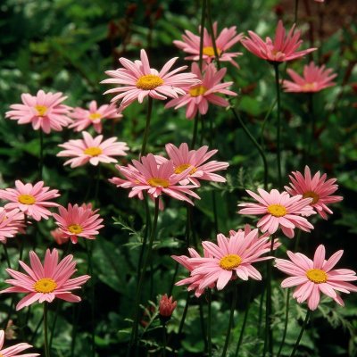 Tanacetum coccineum Robinson´s Rose, Rosenkrage, P9cm