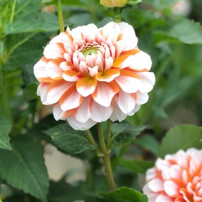 Dahlia Dekorativ Tangerine Dream 1st