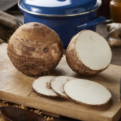 Taro Colocasia esculenta Coco 1st