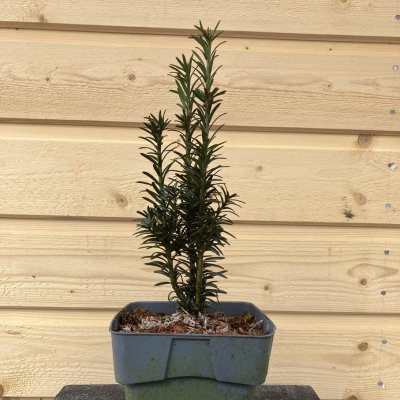 Taxus baccata Black Tower, Idegran