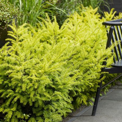 Taxus baccata Goldstrike