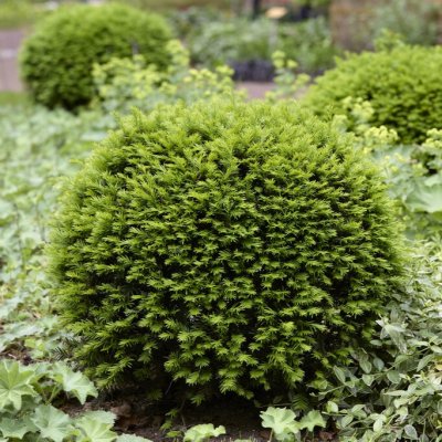 Taxus baccata