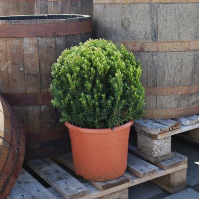 Taxus x media Hillii, Hybrididegran Klot