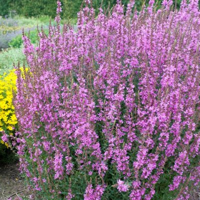 Teucrium lucidrys, Trädgårdsgamander, P9cm