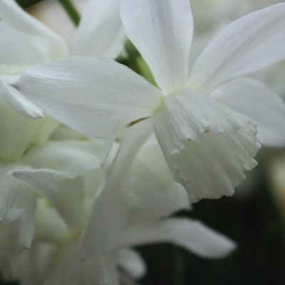 Narcissus cycl. Thalia