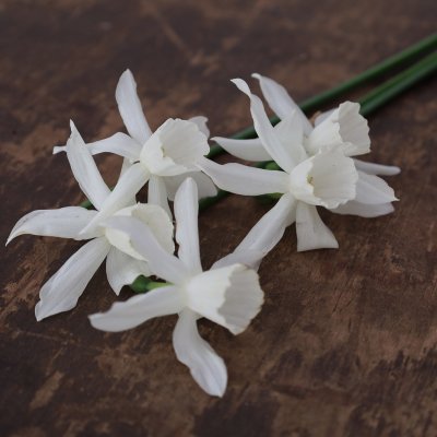 Tulpan & Narciss Mix White Garden 30st