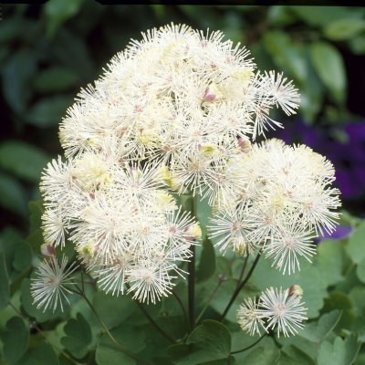Thalictrum aquilegiifolium White Cloud ®