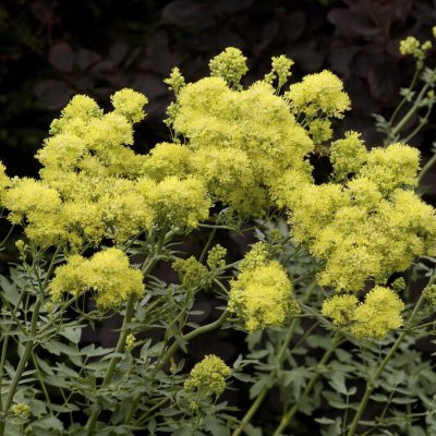Thalictrum flavum, Ängsruta
