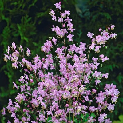 Thalictrum rochebruneanum, Skuggviolruta, SQ1