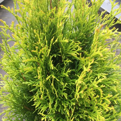 Thuja occidentalis Golden Smaragd ®, Ädeltuja