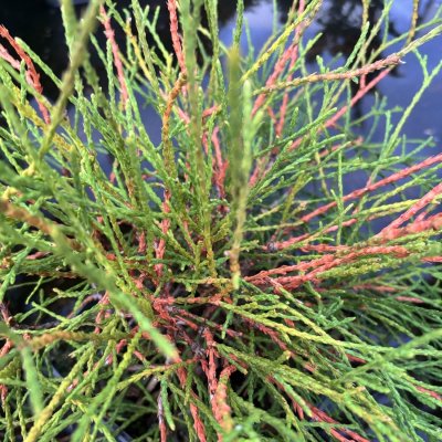 Thuja occidentalis Filiformis