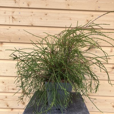 Thuja occidentalis Filiformis, Trådtuja