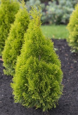 Thuja occidentalis Golden Brabant ®, Tuja, 60-80 C3