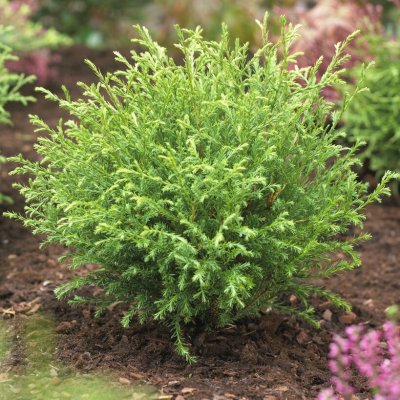 Thuja occidentalis Mr Bowling Ball