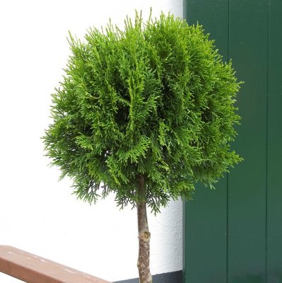 Thuja occidentalis Smaragd, Stamädeltuja, 70 stam C25