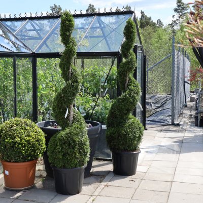 Thuja occidentalis Smaragd, Ädeltuja, 160-180 spiral C45