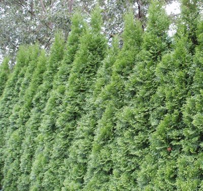 Thuja occidentalis Smaragd, Ädeltuja - Rotklump