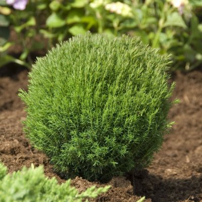 Thuja occidentalis Teddy,