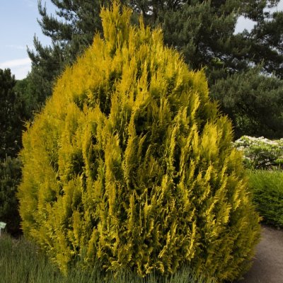 Thuja plicata 4ever Goldy ®, Jättetuja
