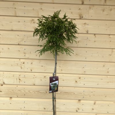 Thuja plicata Kager´s Beauty, Jättetuja