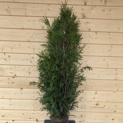 Thuja plicata Martin, Jättetuja