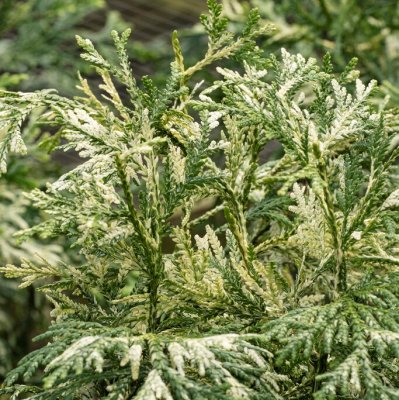 Thujopsis dolabrata Variegata, Hiba, 20-25 C2