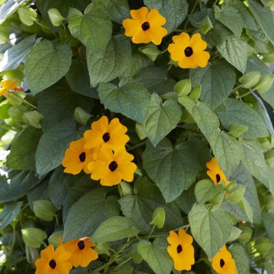 Thunbergia alata Sunny Susy® New Orange