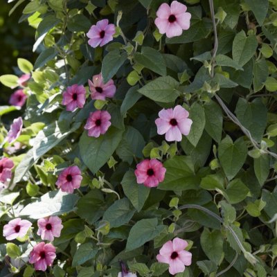 Thunbergia Sunnysusy Rose sensation