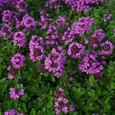 Thymus citriodorus, Citrontimjan - 0,5-1L - Thymus citriodorus (Krukstorlek: 0,5-1L)
