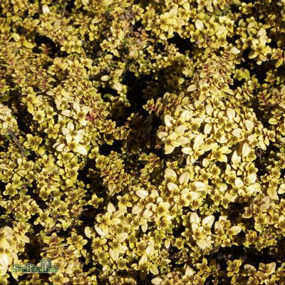 Thymus citriodorus Archer´s Gold, Citrontimjan, C11,5cm