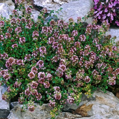 Thymus citriodorus Doone Valley, Citrontimjan, P9cm