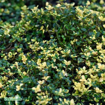 Thymus citriodorus Doone Valley, Citrontimjan, P9cm