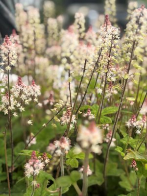 Tiarella hybr. Spring Symphony ®