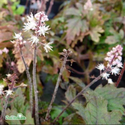 Tiarella hybr. Pink Skyrocket ®, Spetsmössa, C13cm